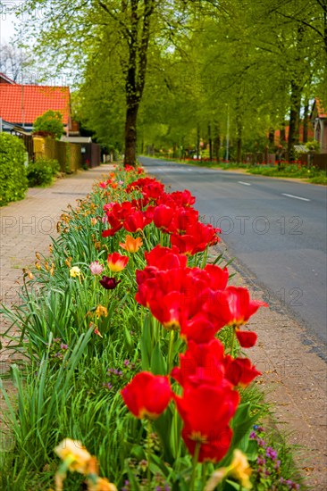A village street planted with tulips at the roadside 04857
