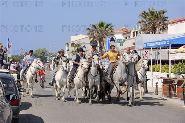 Riders on Camargue horses drive Camargue bulls through the streets of Les-Saintes-Maries-de-la-Mer to the arena, Saintes-Maries-de-la-Mer, Camargue, Bouches-du-Rhone, Provence-Alpes-Cote d'Azur, South of France, France, Europe