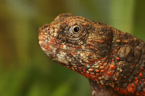 Chinese crocodile lizard (Shinisaurus crocodilurus), portrait, captive, occurrence in China