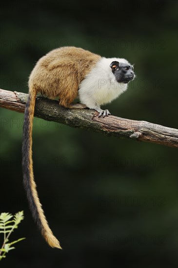 Mantled monkey or bicoloured tamarin (Saguinus bicolor), captive, occurrence in Brazil