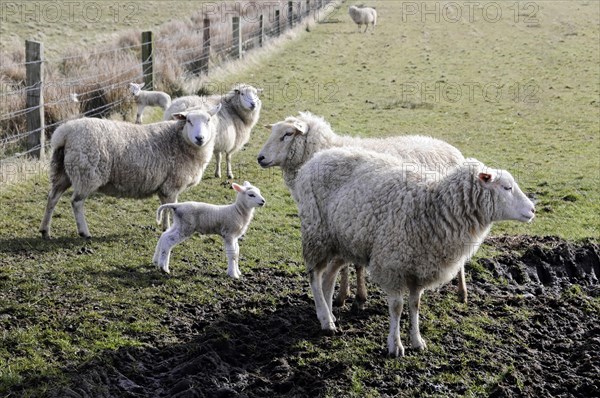 Sheep near Rantum, Sylt, island, North Sea, Schleswig-Holstein, flock of sheep with lambs on green pastureland in the open air, Sylt, North Frisian island, Schleswig Holstein, Germany, Europe