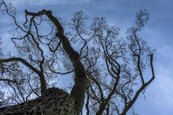 Bare treetop against a blue sky in the castle park, Ludwigslust, Mecklenburg-Vorpommern, Germany, Europe