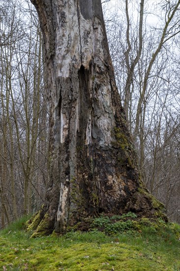 Dead tree trunk without crown in the castle park, Ludwigslust, Mecklenburg-Vorpommern, Germany, Europe