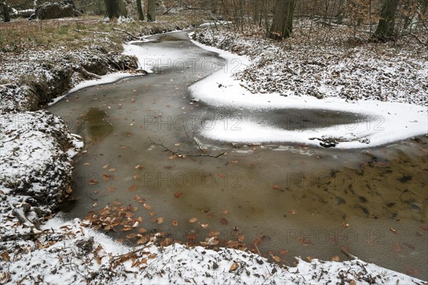 Rotbach, near-natural stream, beech forest, with ice and snow, between Bottrop and Oberhausen, Ruhr area, North Rhine-Westphalia, Germany, Europe