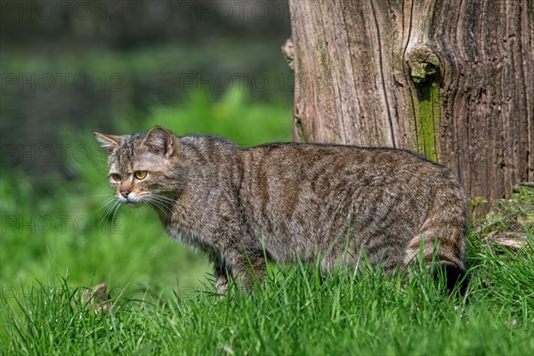 European wildcat, wild cat (Felis silvestris silvestris) hunting prey in meadow, grassland at forest's edge. Captive
