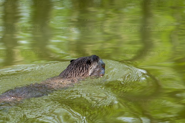 Eurasian otter, European river otter (Lutra lutra) swimming away in stream with caught freshwater fish in muzzle