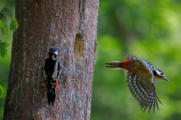 Great spotted woodpecker (Dendrocopos major) male and female leaving nest in tree trunk in forest in spring