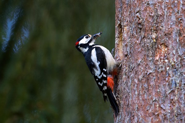 Great spotted woodpecker (Dendrocopos major) adult male at nest entrance in tree trunk in spruce forest in spring