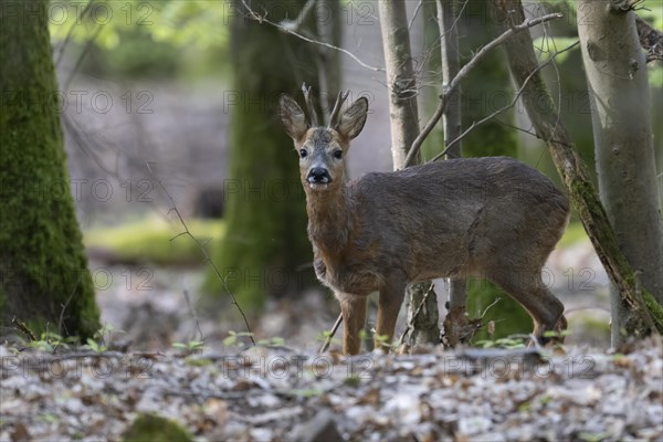 Roebuck in deciduous forest in spring, Wittlich, Eifel, Rhineland-Palatinate, Germany, Europe