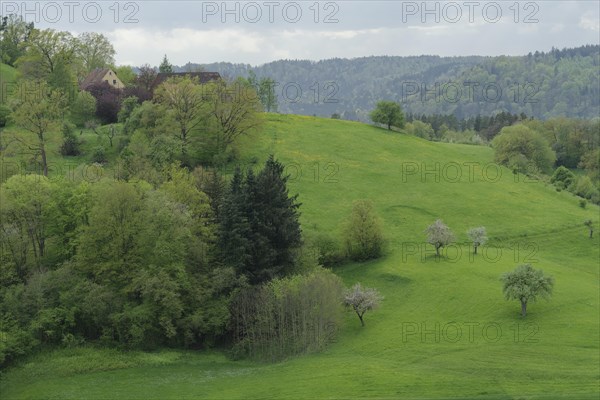 Spring in the Swabian-Franconian Forest nature park Park, fruit blossom, fruit tree, Limpurger Berge, Buchhorn, Limpurger Land, Michelbach, Bilz, April, Schwaebisch Hall, Hohenlohe, Heilbronn-Franken, Baden-Wuerttemberg, Germany, Europe