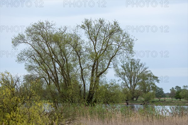 Trees, reeds, water, Elbe, Elbtalaue near Bleckede, Lower Saxony, Germany, Europe