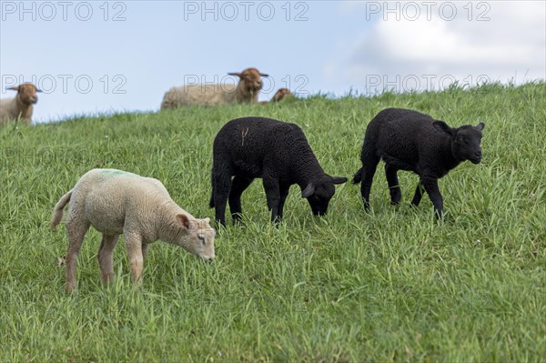 Lambs, black and white, sheep, Elbe dyke near Bleckede, Lower Saxony, Germany, Europe