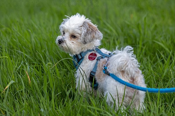 Bolonka Zwetna dog, Elbtalaue near Bleckede, Lower Saxony, Germany, Europe