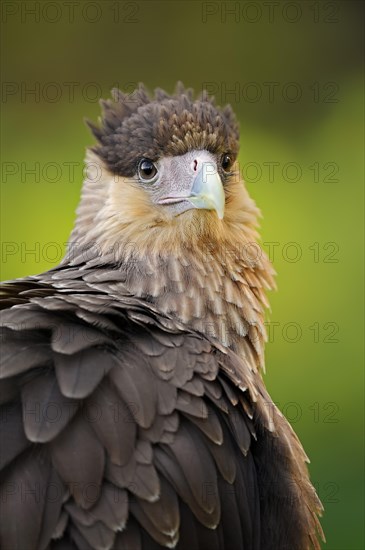 Southern crested caracara (Caracara plancus), portrait, Florida