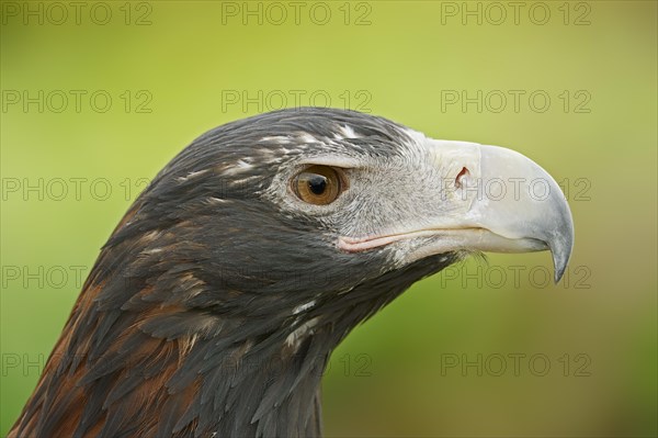 Wedge-tailed eagle (Aquila audax), portrait, captive, occurrence in Australia