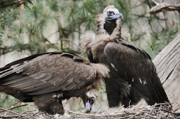 Cinereous vulture (Aegypius monachus), pair at the nest, captive, Germany, Europe