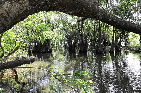 Ometepe Island, Nicaragua, Dense mangrove forest area partially flooded with clear water reflections, Central America, Central America