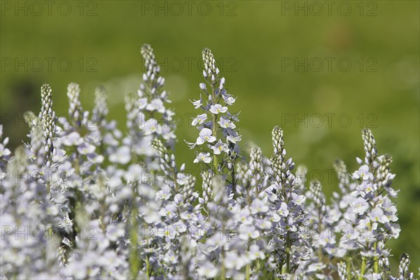 Gentian speedwell, gentian speedwell (Veronica gentianoides) North Rhine-Westphalia, Germany, Europe