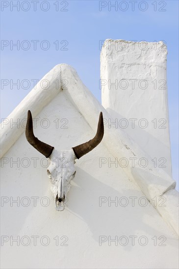 Camargue bull skull on a house wall, Notre Dame de la Mer, Saintes-Maries-de-la-Mer, Camargue, Bouches-du-Rhone, Provence-Alpes-Cote d'Azur, South of France, France, Europe