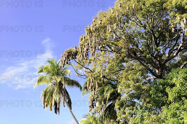 Granada, Nicaragua, Exotic tree with flowering plants and palm trees under a sunlit sky, Central America, Central America