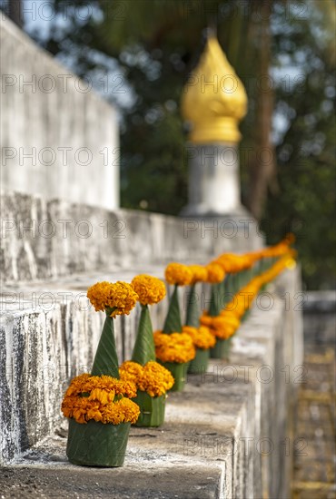 Orange-colored marigold flowers used to pay respect and homage to Buddha, Wat Wisunarat temple, Luang Prabang, Laos, Asia