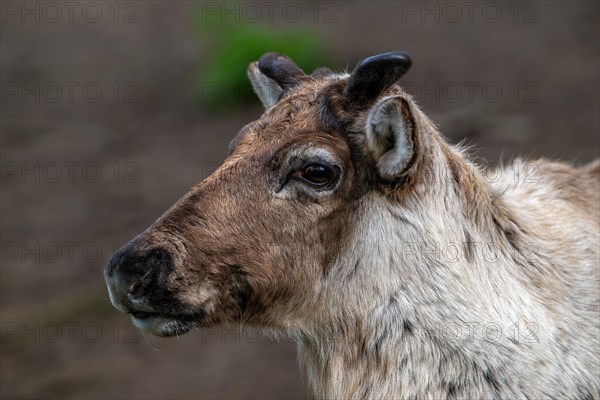 Norwegian reindeer, northern reindeer, mountain caribou (Rangifer tarandus tarandus), close-up portrait with antlers covered in velvet in spring