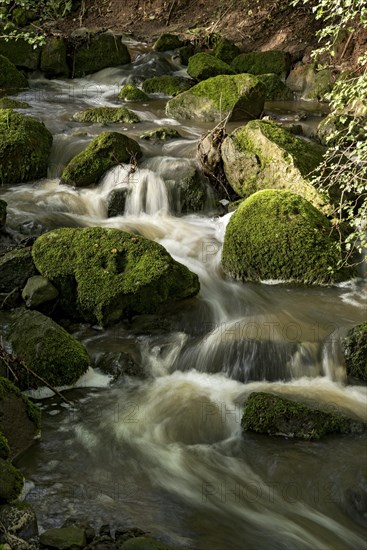 Mountain stream in the forest with mossy basalt rocks, blocks of basalt in the stream bed, Tertiary volcano, flowing water, motion blur, Krummbach, Vogelsberg Volcanic Region nature park Park, Nidda, Wetterau, Hesse, Germany, Europe