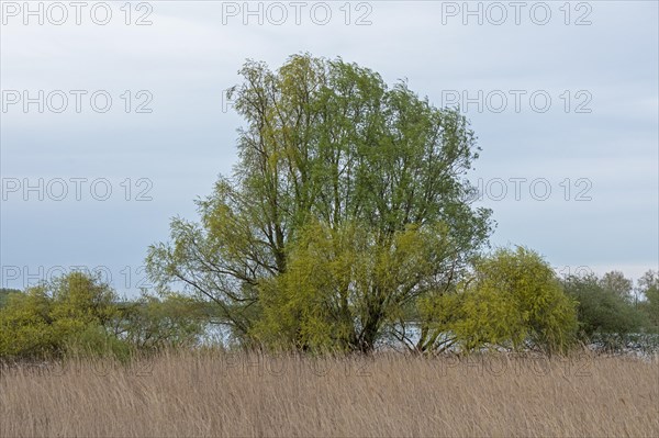 Trees, reeds, water, Elbe, Elbtalaue near Bleckede, Lower Saxony, Germany, Europe