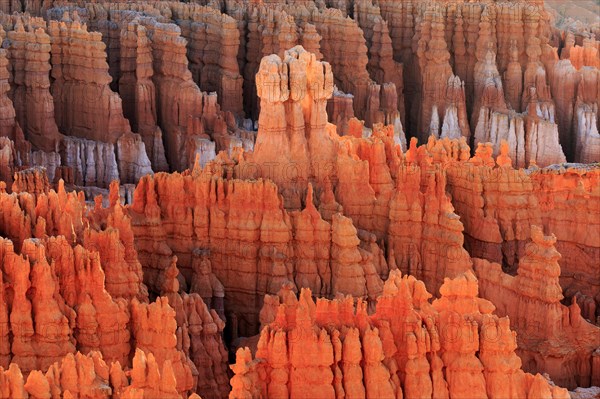 Numerous rock needles in various shades of Orange create a natural texture, Bryce Canyon National Park, North America, USA, South-West, Utah, North America