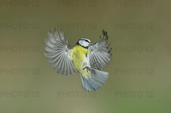 Blue tit (Parus caeruleus) in flight, flight photo, high speed photo, Wilnsdorf, North Rhine-Westphalia, Germany, Europe