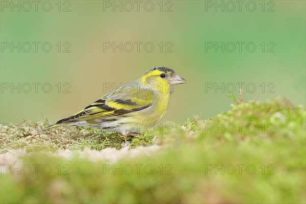 Eurasian siskin (Carduelis spinus), male sitting on moss, mossy ground, Wilnsdorf, North Rhine-Westphalia, Germany, Europe