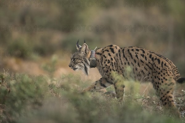 Pardell Lynx female, Iberian Lynx (Lynx pardinus), Extremadura, Castilla La Mancha, Spain, Europe