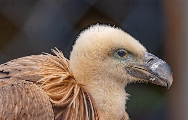 Griffon vulture (Gyps fulvus), vulture, carrion