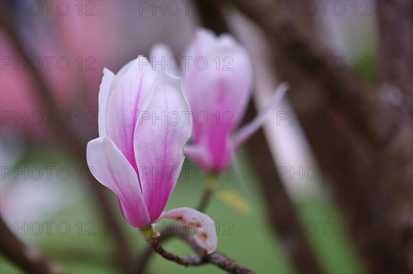 Chinese magnolia (Magnolia x soulangeana), flowers, North Rhine-Westphalia, Germany, Europe