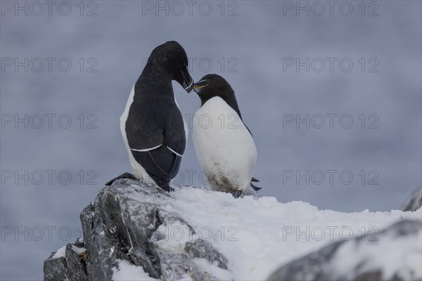 Razorbill (Alca torda), couple, greeting, in the snow, Hornoya, Hornoya, Varangerfjord, Finmark, Northern Norway