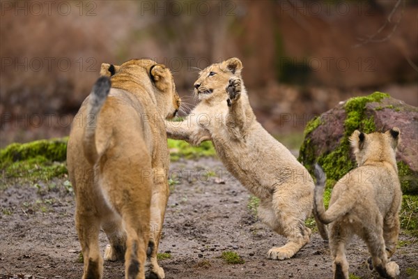 Asiatic lion (Panthera leo persica) lioness with her cubs, captive, habitat in India