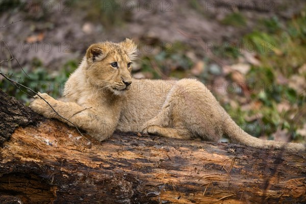 Asiatic lion (Panthera leo persica) cub lying on a tree trunk, captive, habitat in India