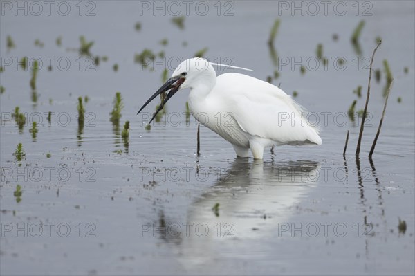 Little egret (Egretta garzetta) adult bird feeding on a fish in a lake, England, United Kingdom, Europe