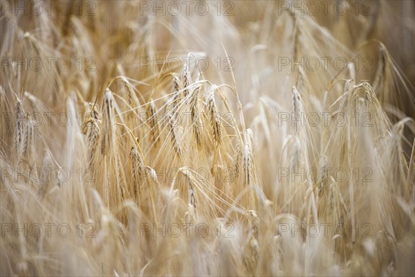 Close-up of individual ripe ears of grain in a field with Barley, Cologne, North Rhine-Westphalia, Germany, Europe