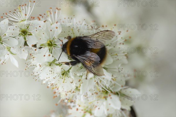 Buff tailed bumble bee (Bombus terrestris) adult feeding on Blackthorn blossom, England, United Kingdom, Europe