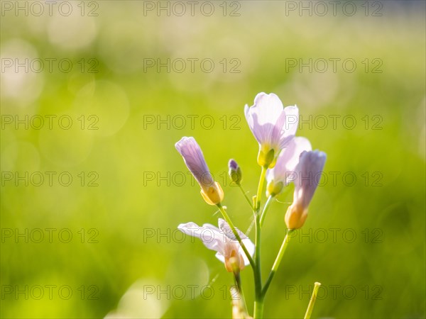 Meadowfoam (Cardamine pratense), Leoben, Styria, Austria, Europe