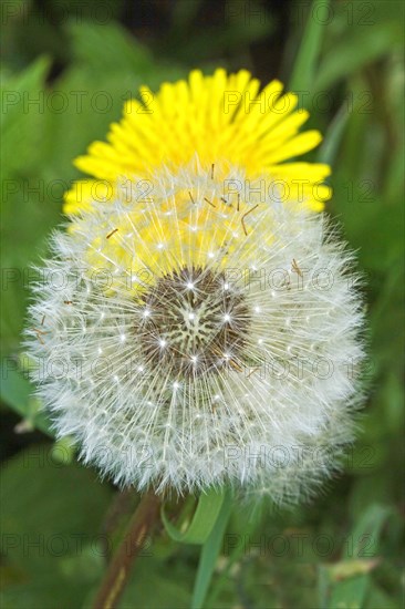 Blowball, Germany, Europe