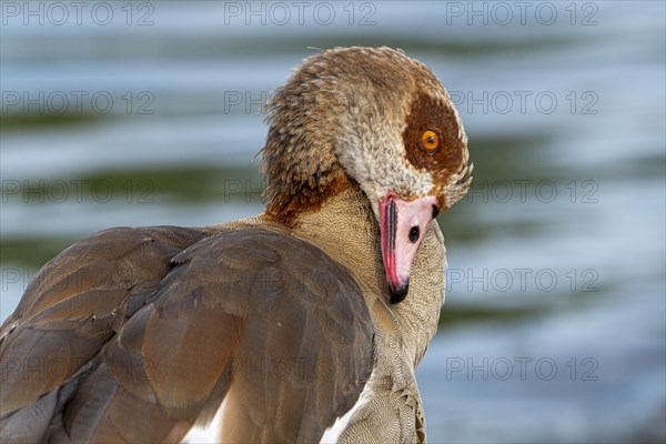 Egyptian geese (Alopochen aegyptiaca) on the River Main, Offenbach am Main, Hesse, Germany, Europe