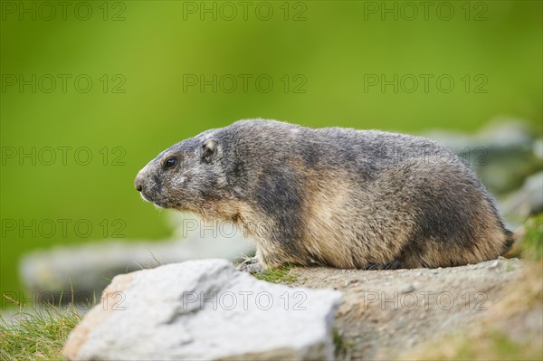 Alpine marmot (Marmota marmota) in summer, Grossglockner, High Tauern National Park, Austria, Europe