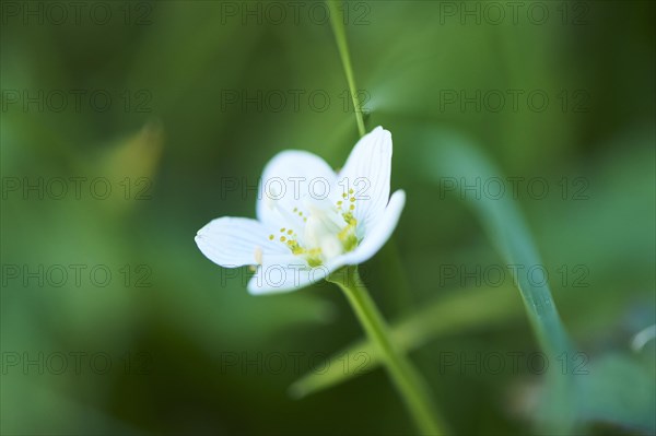 Marsh grass of Parnassus (Parnassia palustris) blooming in the mountains at Hochalpenstrasse, Pinzgau, Salzburg, Austria, Europe