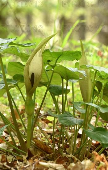 Leaves and flowers of the common arum (Arum maculatum) in the forest of the Hunsrueck-Hochwald National Park, Rhineland-Palatinate, Germany, Europe