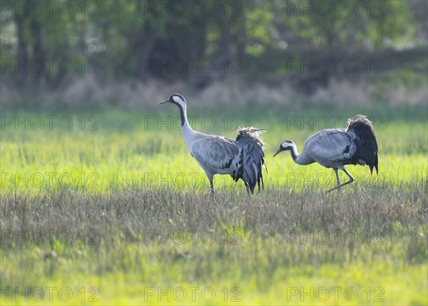 Crane (Grus grus), two adult birds foraging in a meadow, Lower Saxony, Germany, Europe
