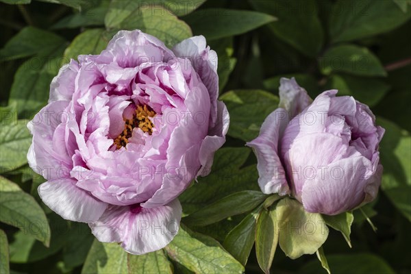 Tree peony (Paeonia suffruticosa), Weimar, Thuringia, Germany, Europe