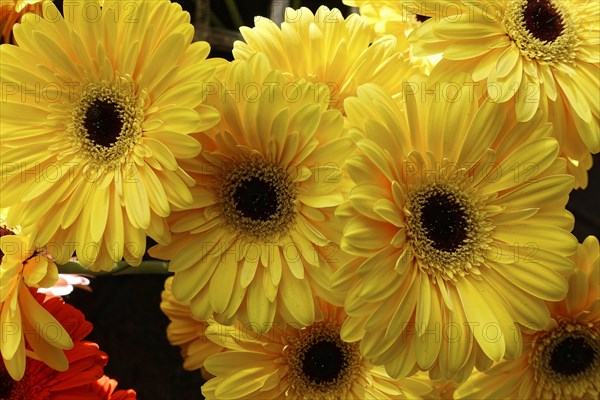 Bright ostrich of sunny yellow Gerber daisy flowers, (Gerber daisy) fresh and inviting, flower sale, Central Station, Hamburg, Hanseatic City of Hamburg, Germany, Europe