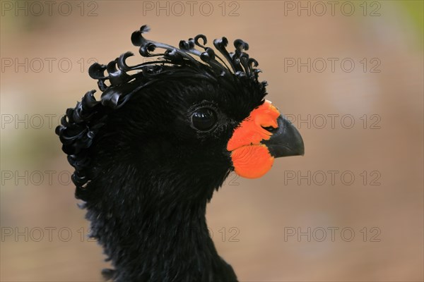 Red-billed curassow (Crax blumenbachii), adult, male, portrait, captive, Brazil, South America